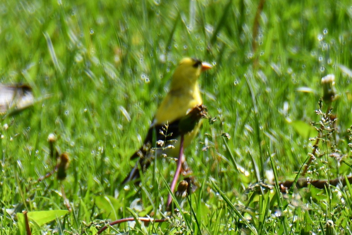 American Goldfinch - ML638202715