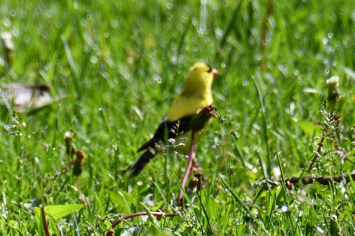 American Goldfinch - ML638202716
