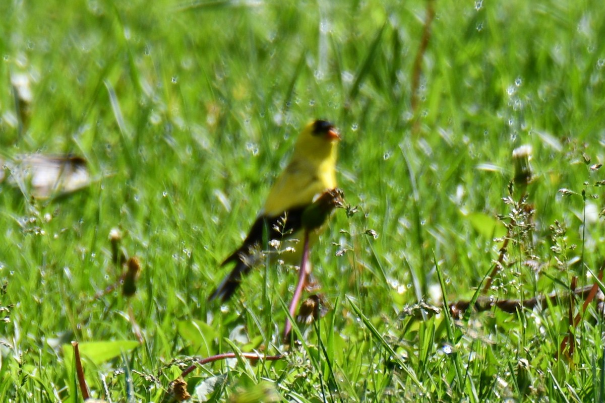American Goldfinch - ML638202717