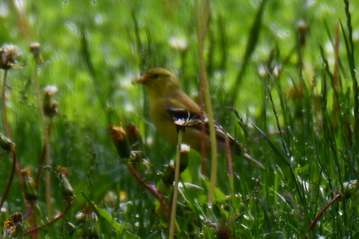 American Goldfinch - ML638202718