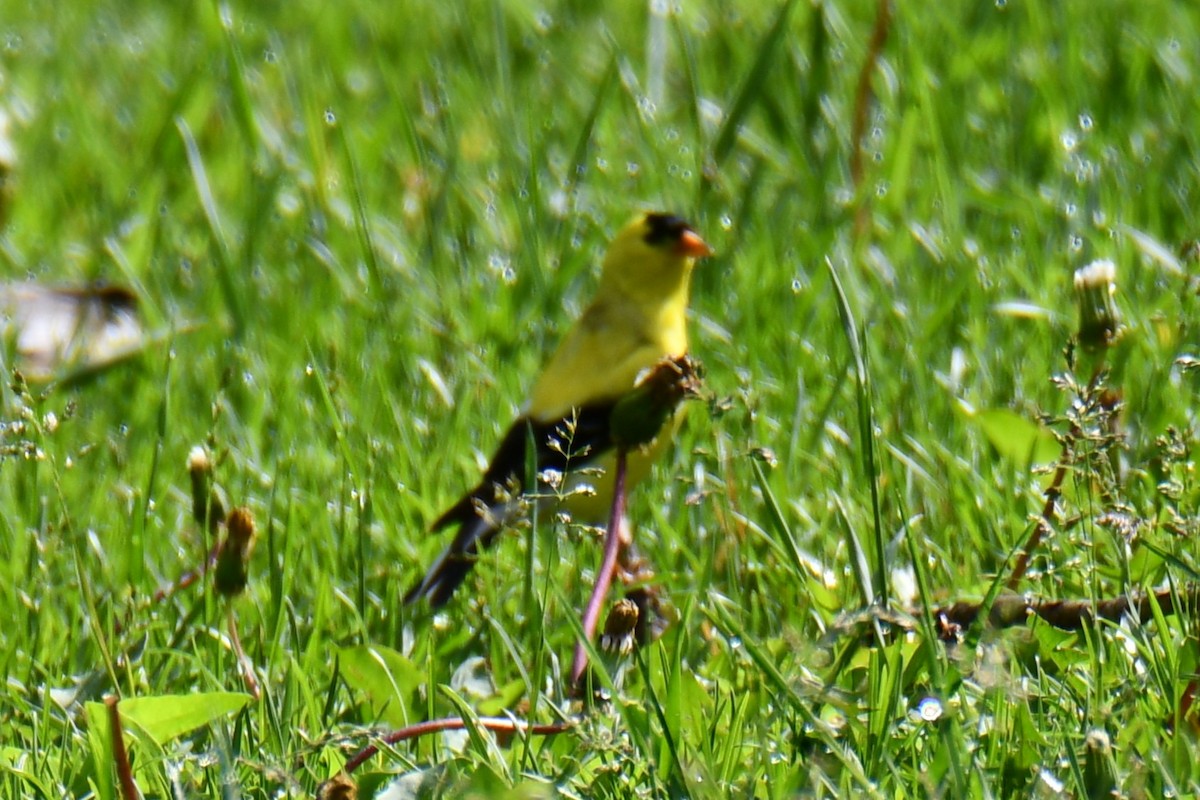 American Goldfinch - ML638202719