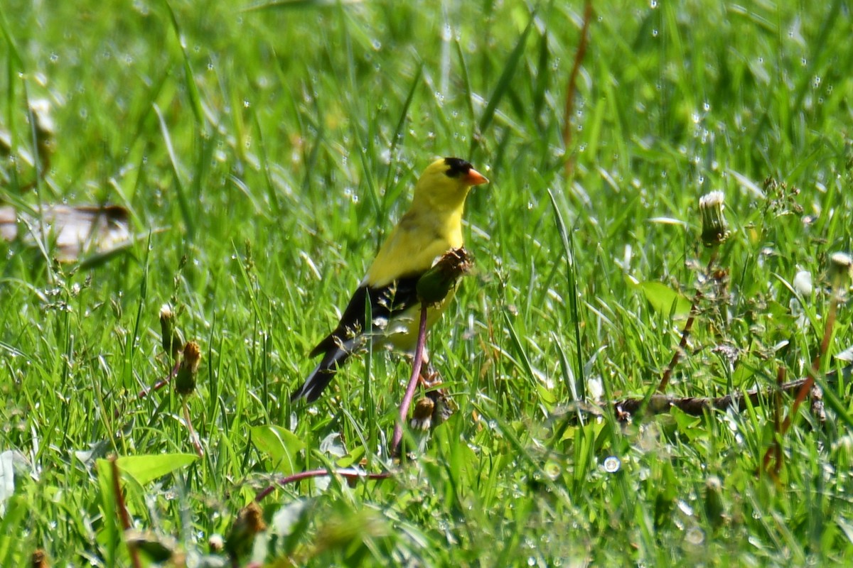 American Goldfinch - ML638202720