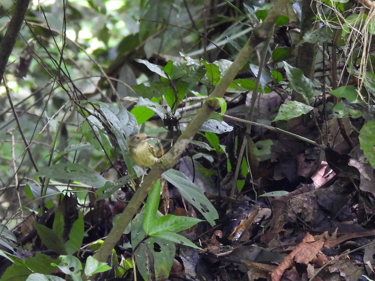 Southern Bentbill - ML638202751