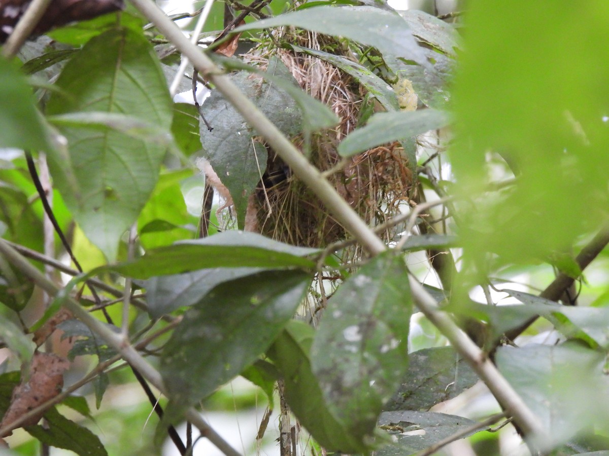 Southern Bentbill - ML638202753