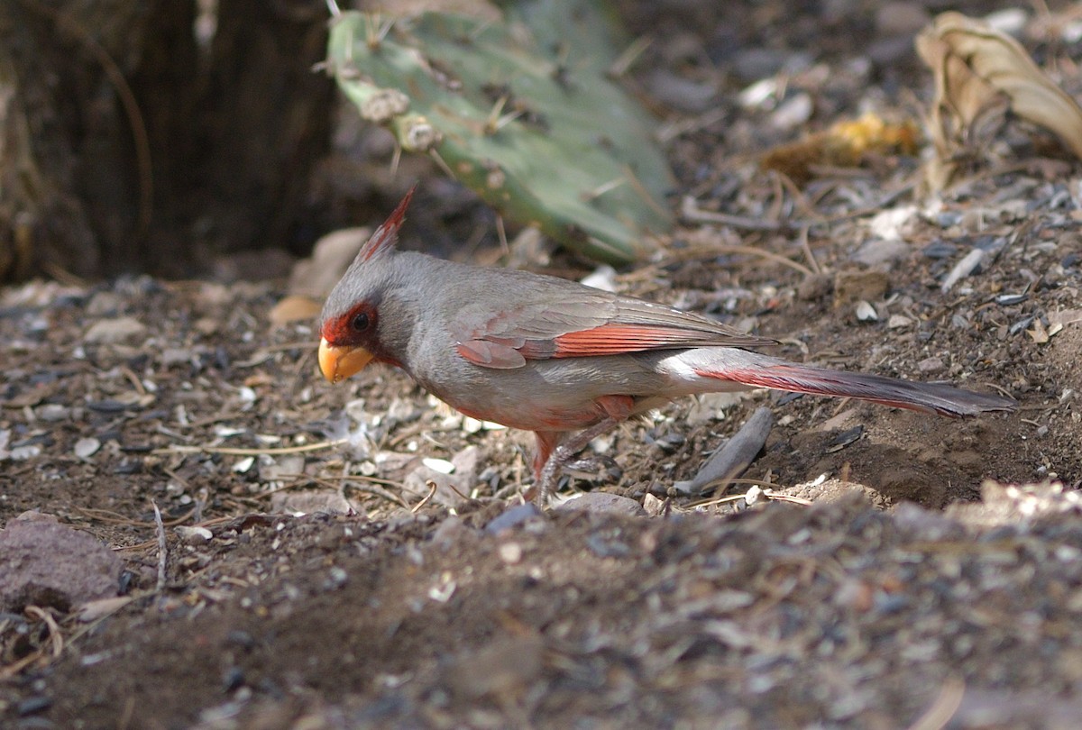 Pyrrhuloxia - ML638202754