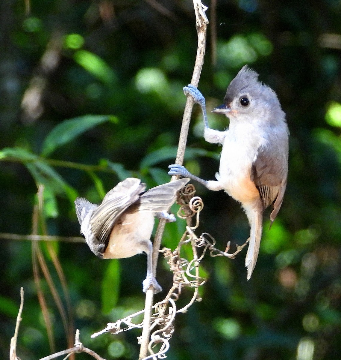 Tufted Titmouse - ML638202755