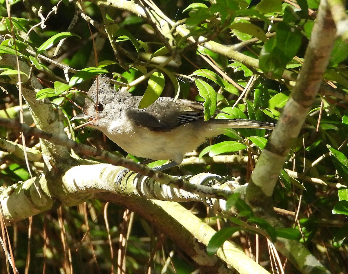 Tufted Titmouse - ML638202756