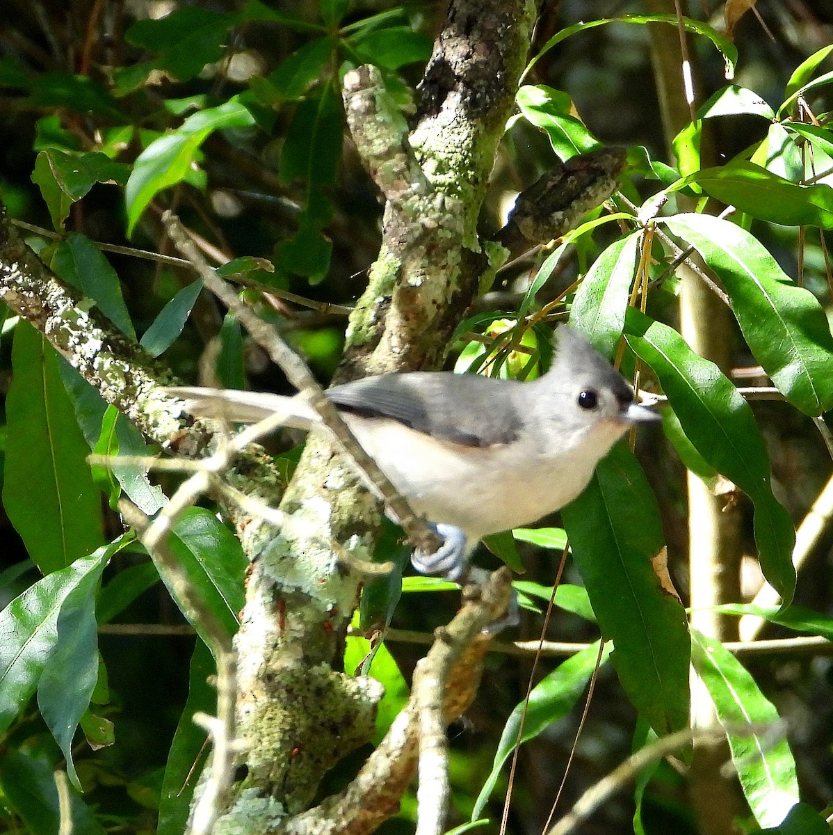 Tufted Titmouse - ML638202757