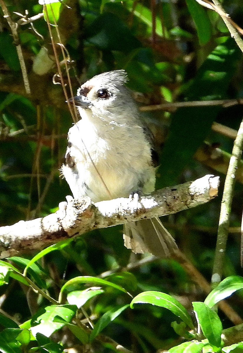 Tufted Titmouse - ML638202758