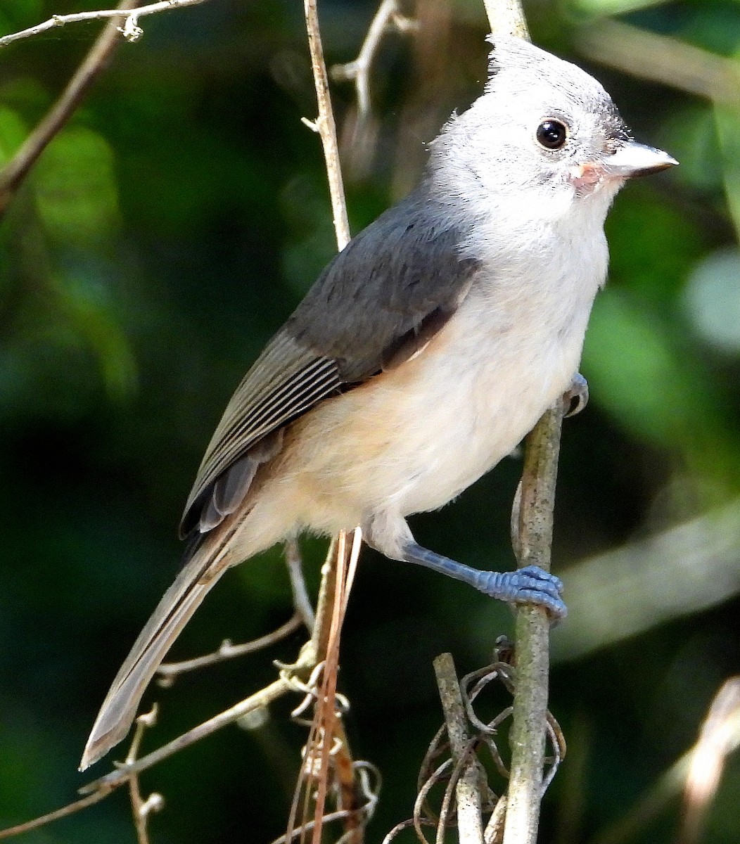 Tufted Titmouse - ML638202762