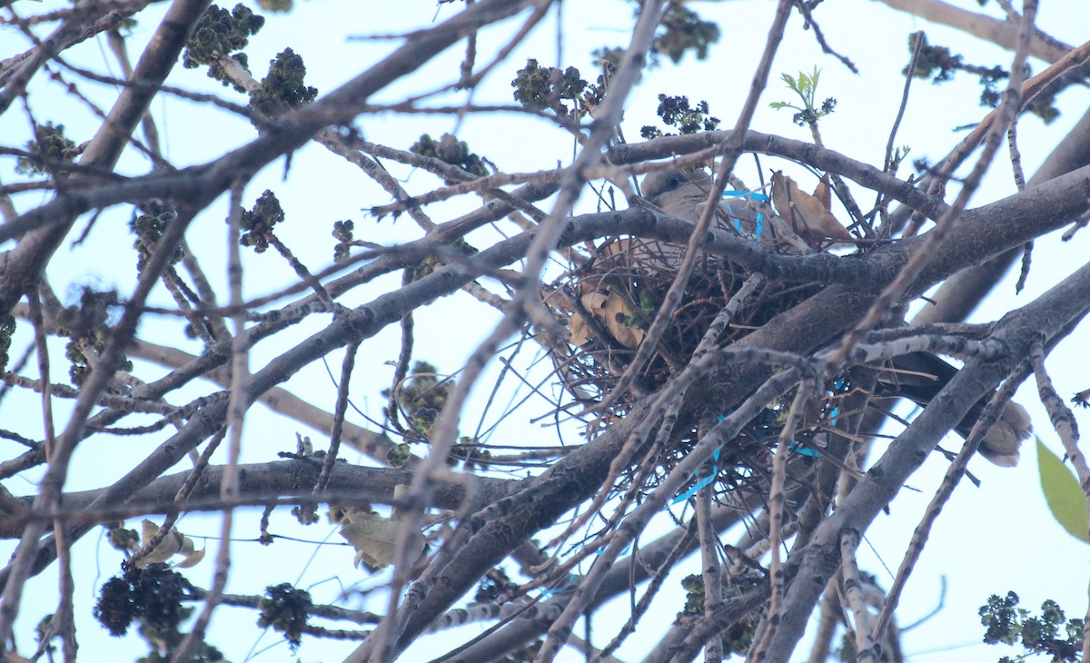West Peruvian Dove - ML638202764