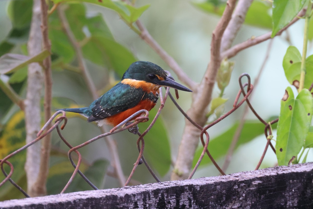 American Pygmy Kingfisher - ML638202765