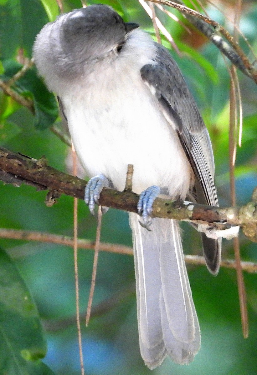 Tufted Titmouse - ML638202767
