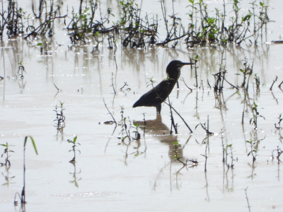 Green Heron - ML638202774