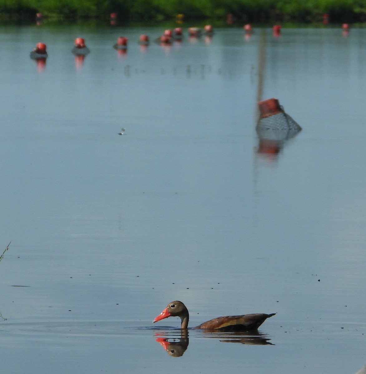Black-bellied Whistling-Duck - ML638202799