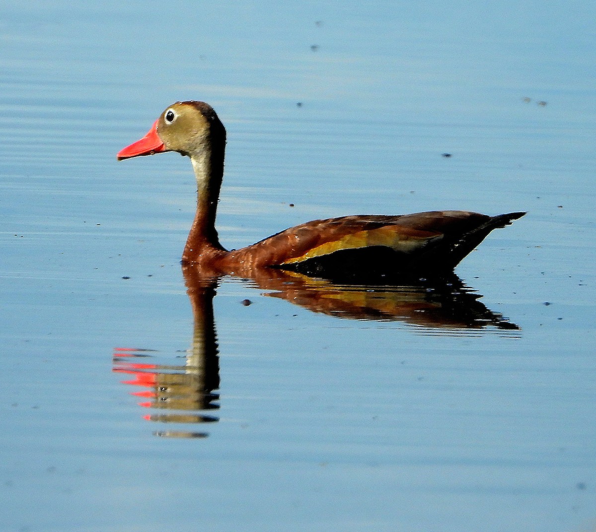 Black-bellied Whistling-Duck - ML638202801