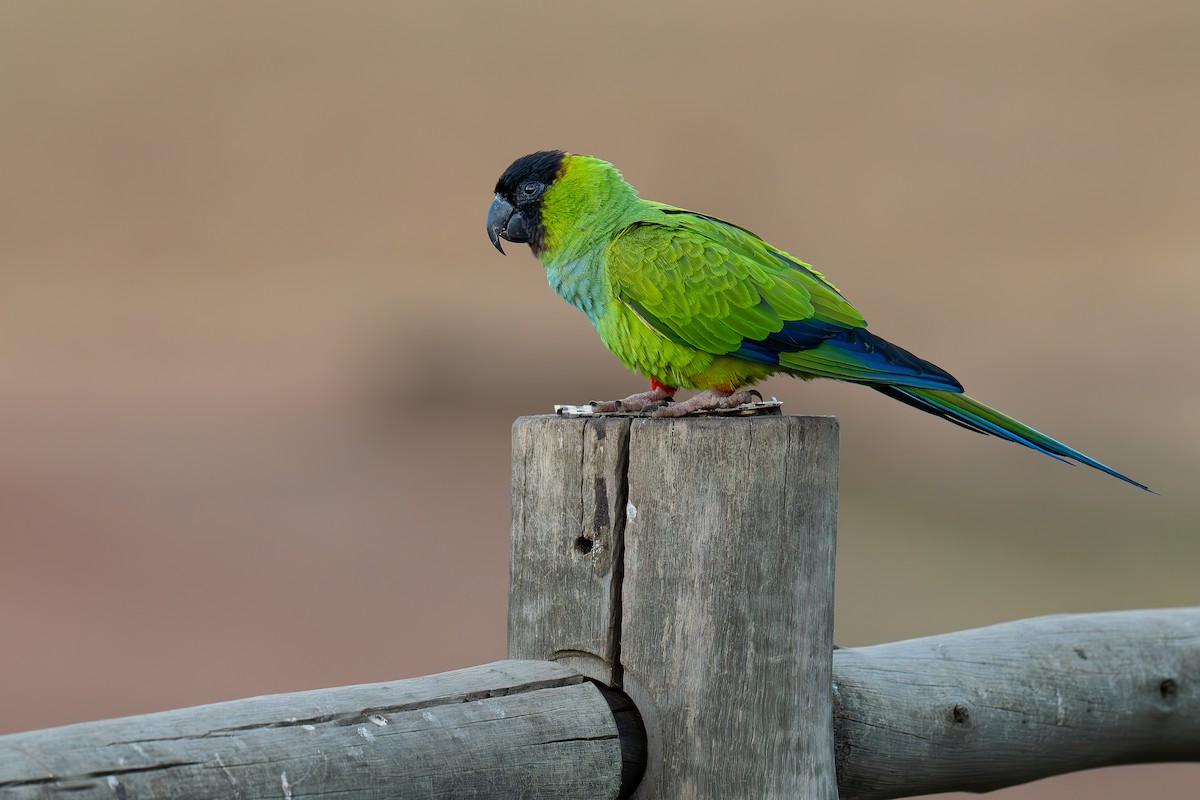 Nanday Parakeet - ML638202806