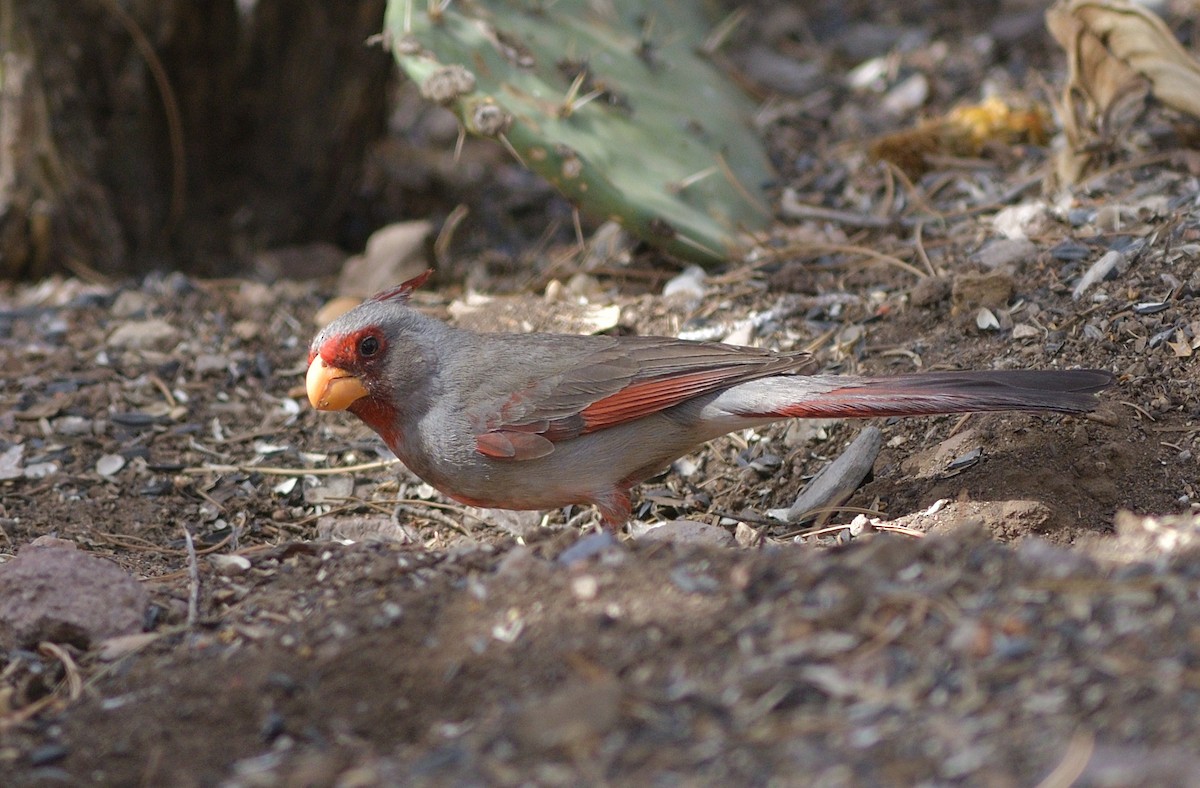 Pyrrhuloxia - ML638202814