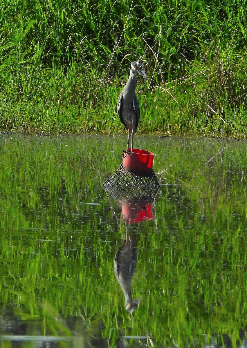 Yellow-crowned Night Heron - ML638202820
