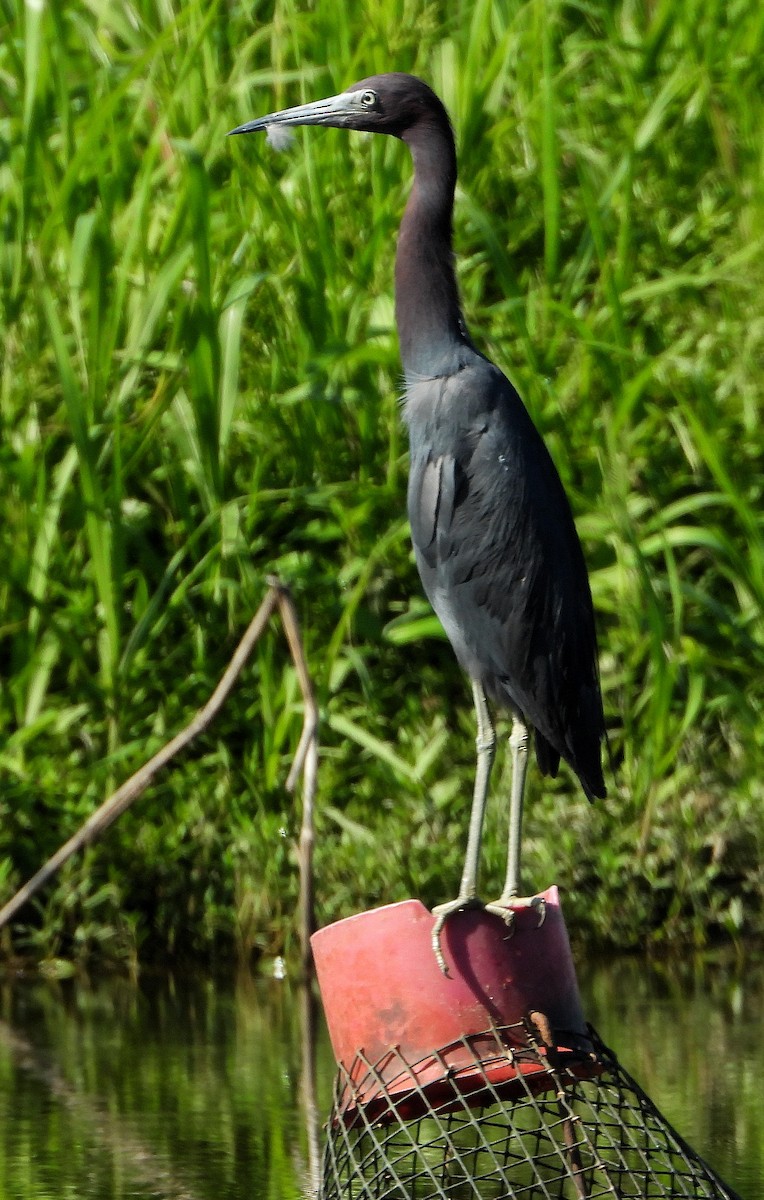 Little Blue Heron - ML638202837