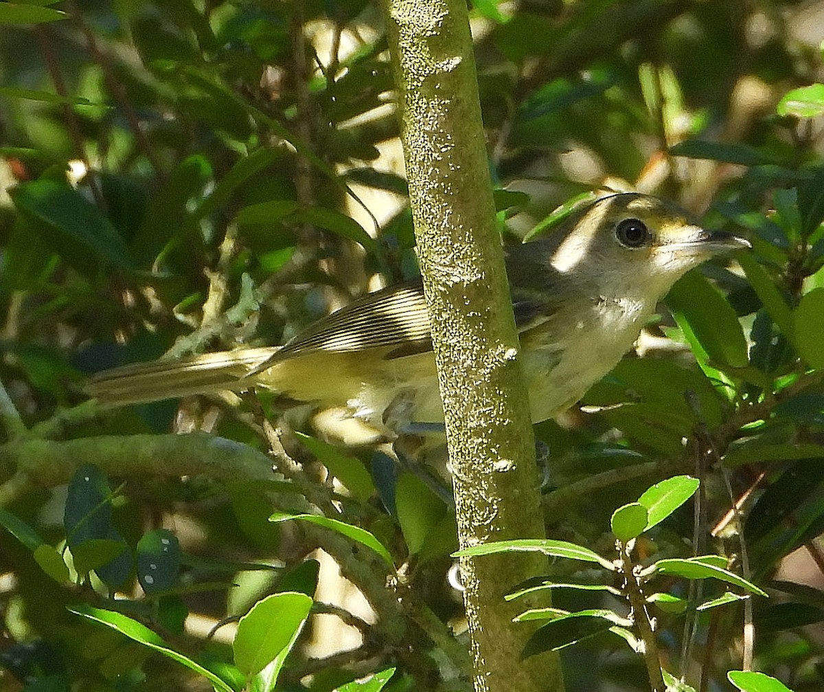 White-eyed Vireo - ML638202860