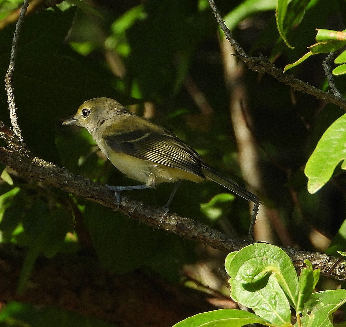 White-eyed Vireo - ML638202863