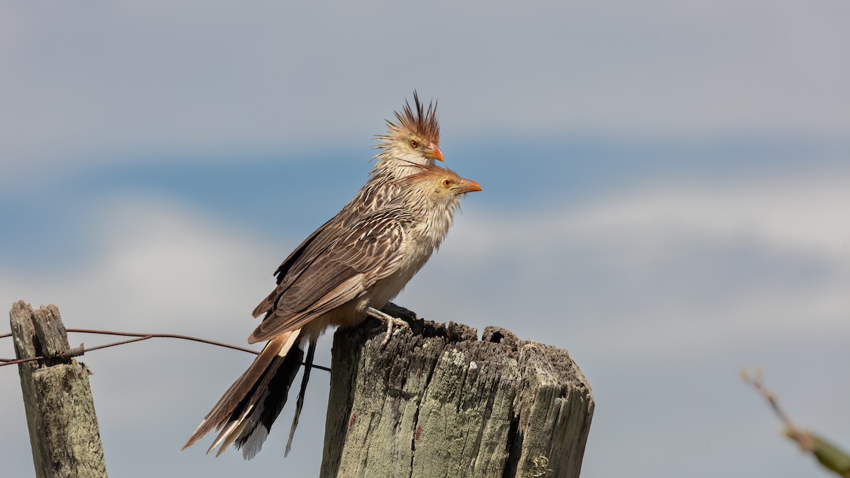 Guira Cuckoo - ML638202901