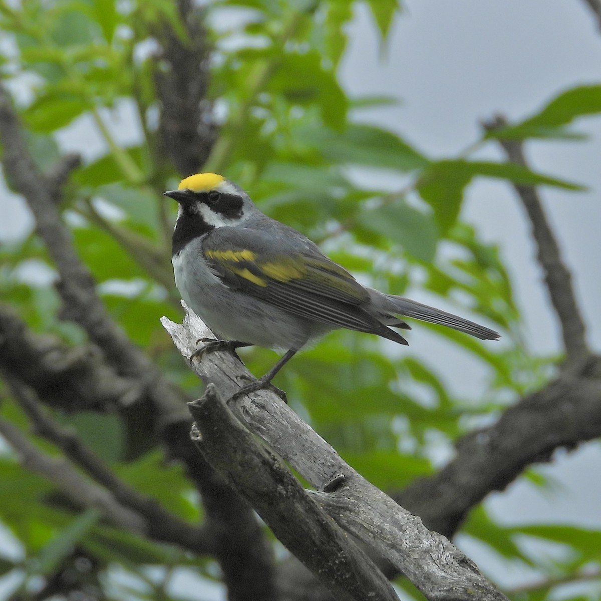 Goldflügel-Waldsänger - ML638202912