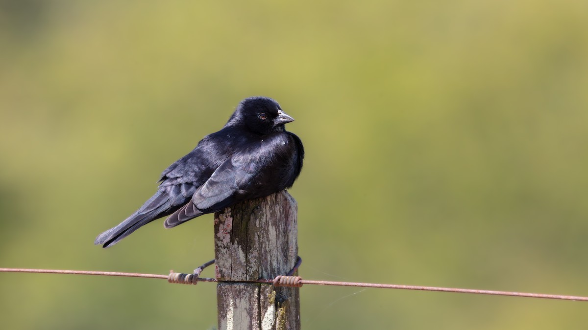 Screaming Cowbird - ML638202920