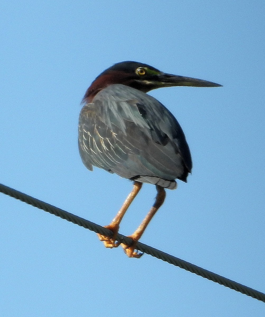 Green Heron - ML638202921