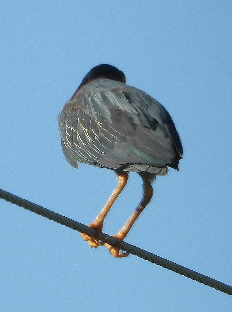 Green Heron - ML638202924