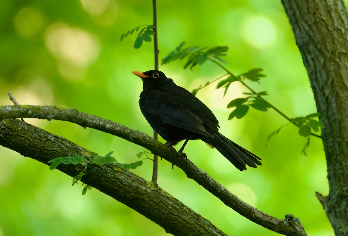 Amsel - ML638202927