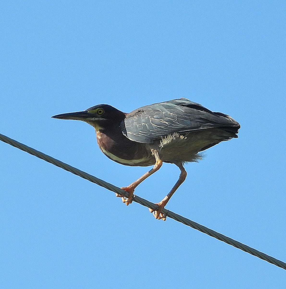 Green Heron - ML638202928