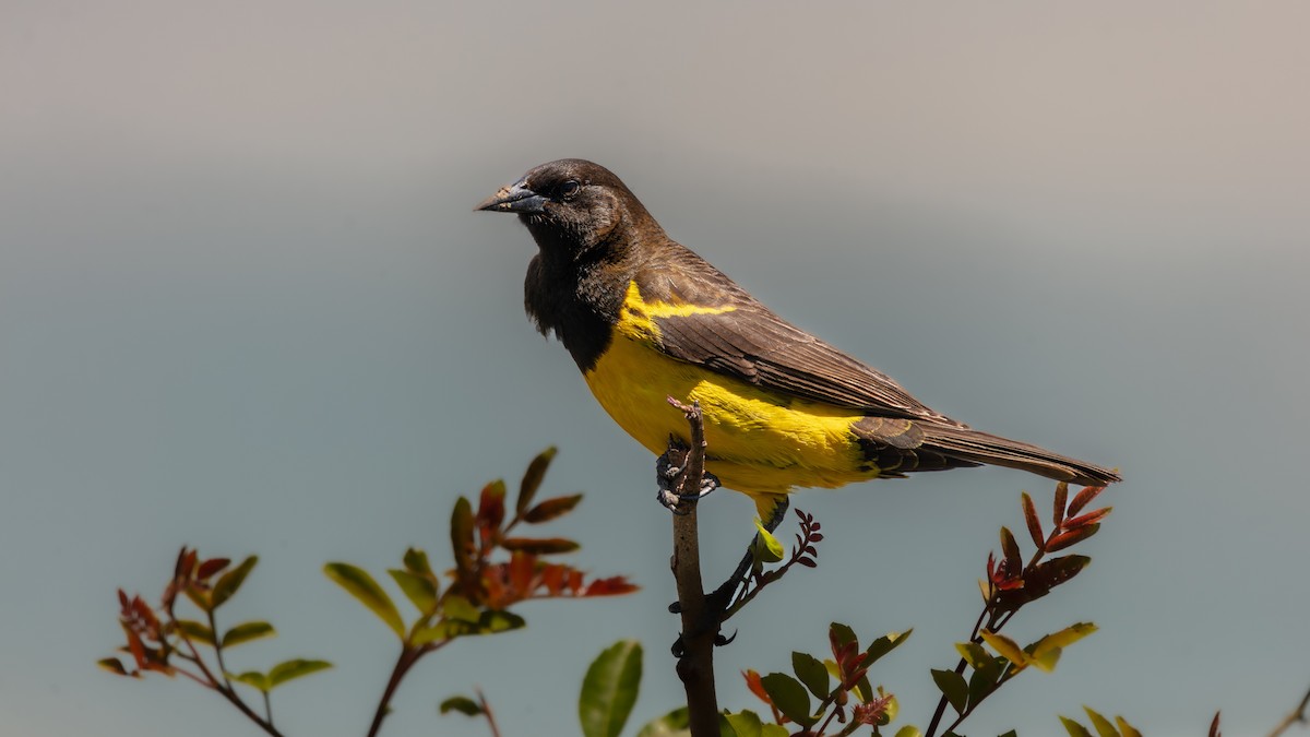 Yellow-rumped Marshbird - ML638202929