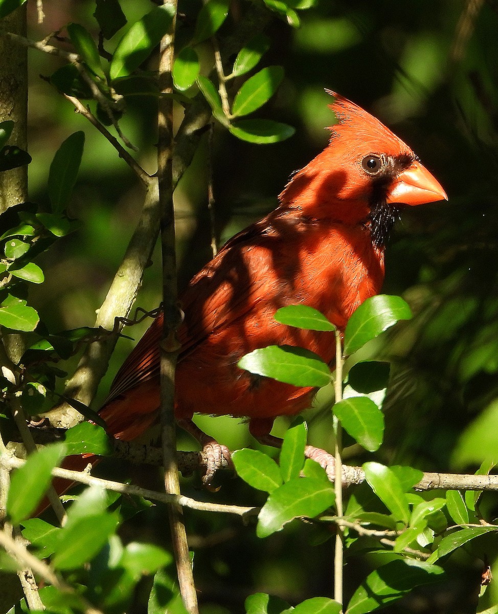 Northern Cardinal - ML638202956