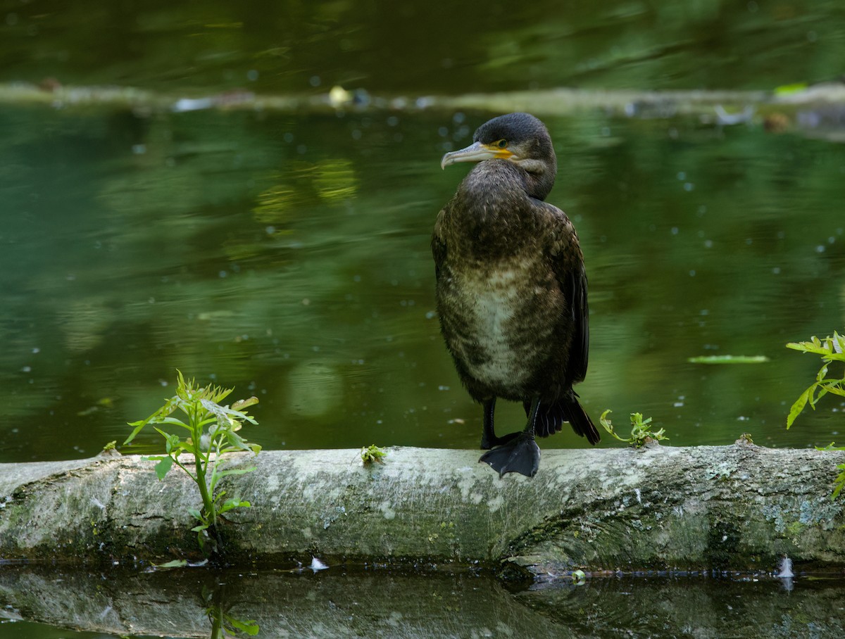 Kormoran - ML638202959