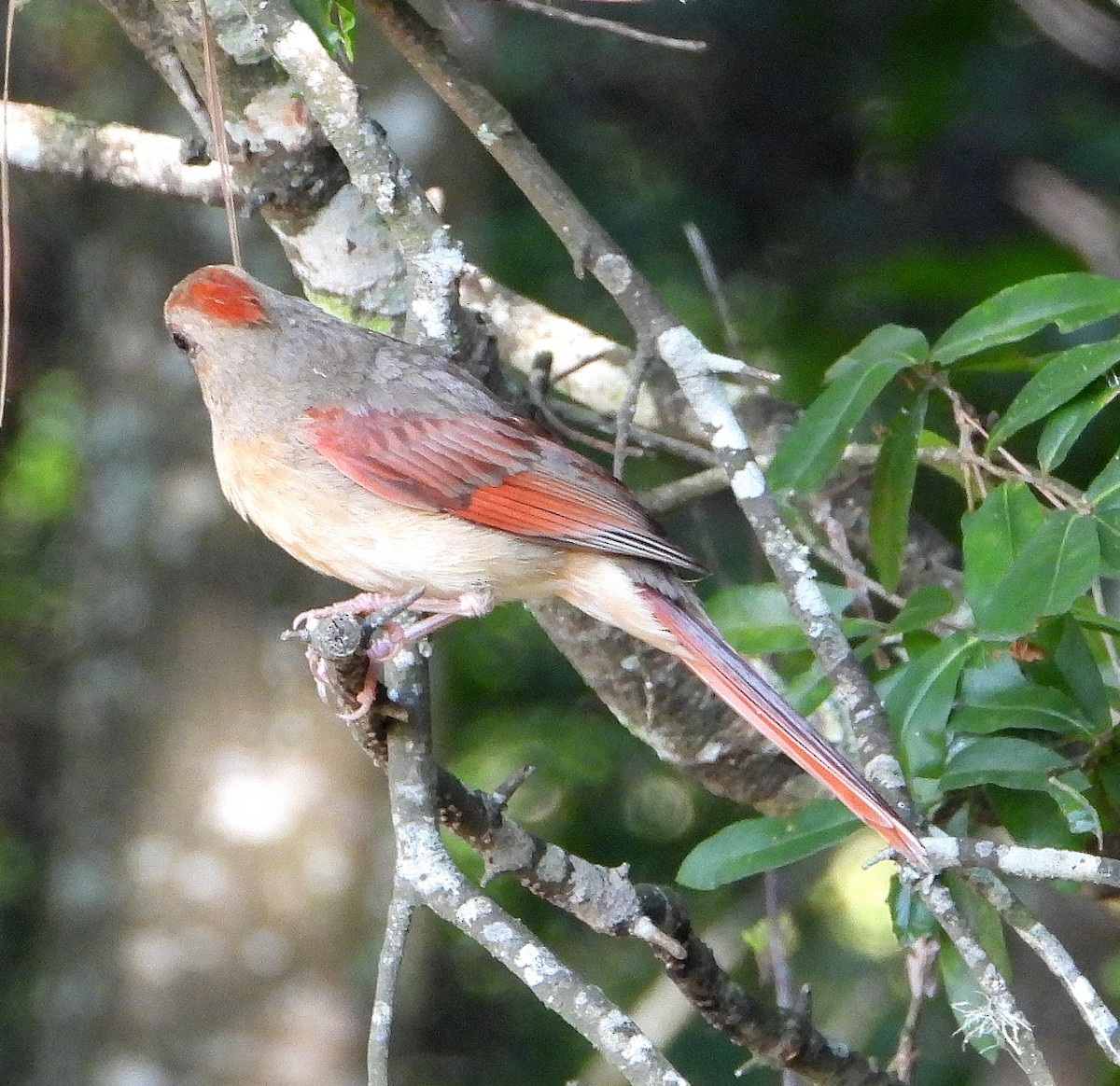 Northern Cardinal - ML638202960