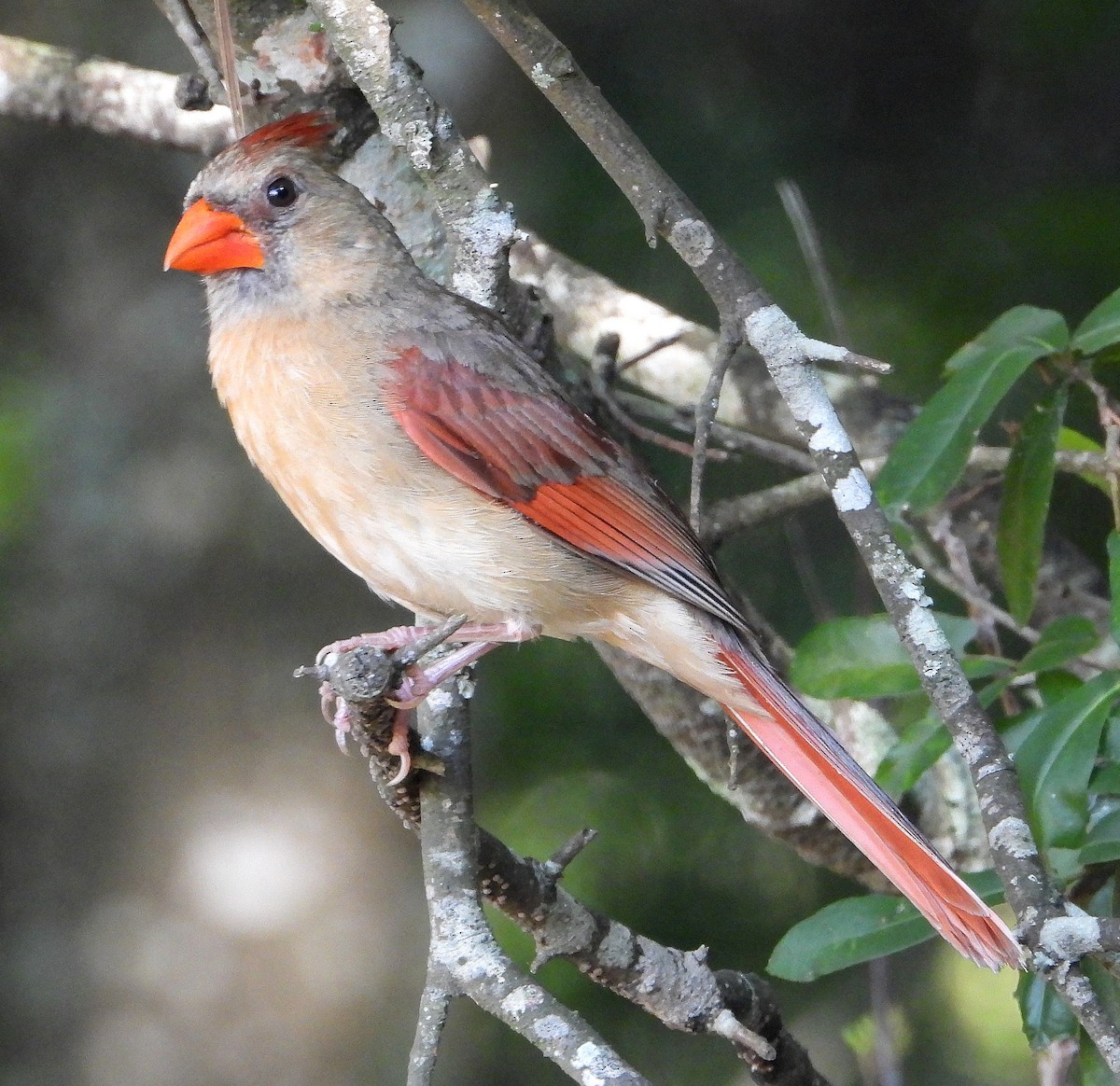 Northern Cardinal - ML638202961