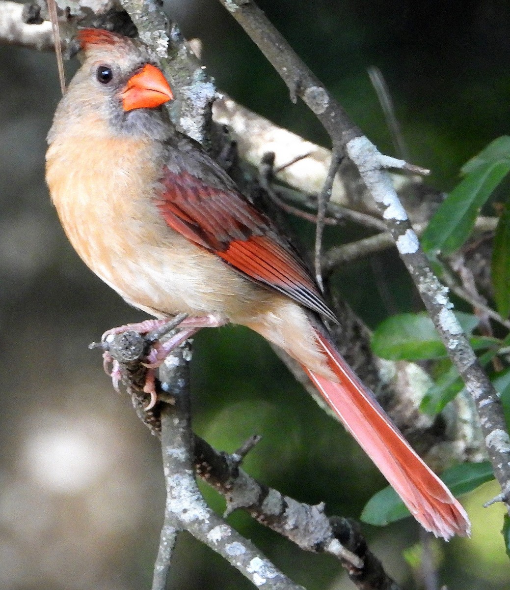 Northern Cardinal - ML638202968