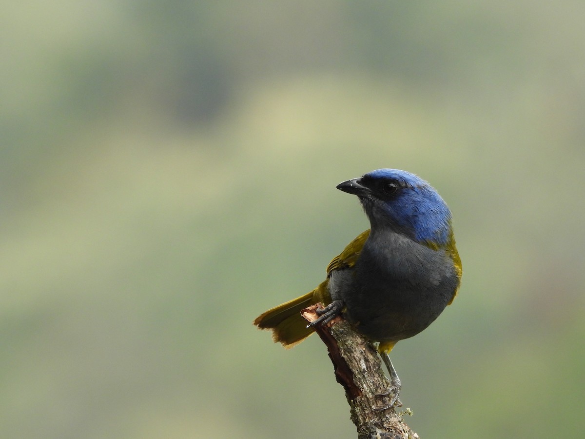 Blue-capped Tanager - ML638202975