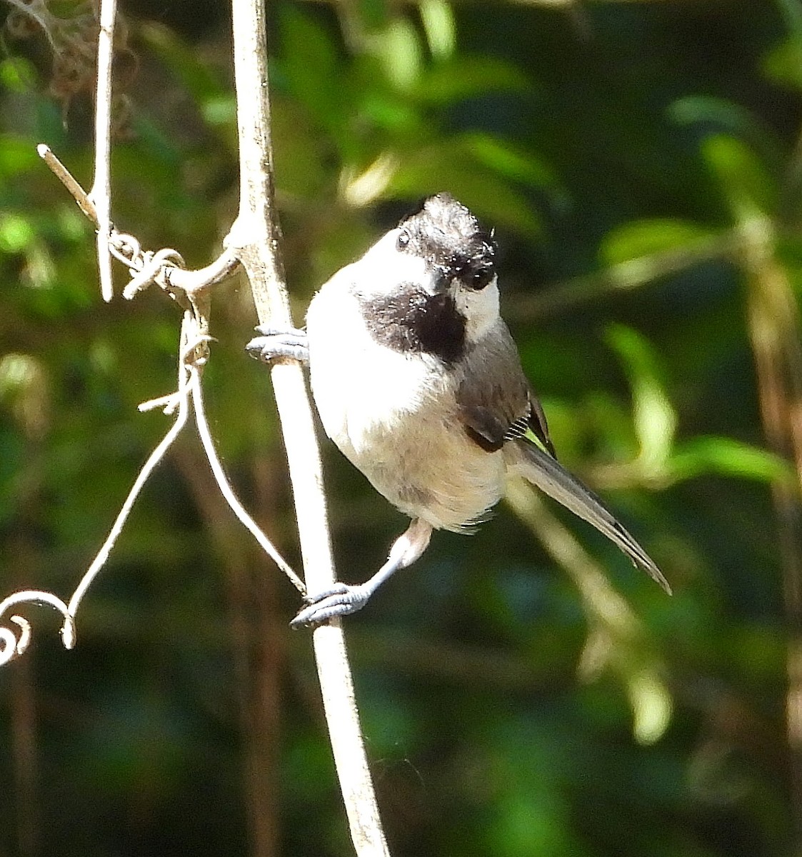 Carolina Chickadee - ML638202991