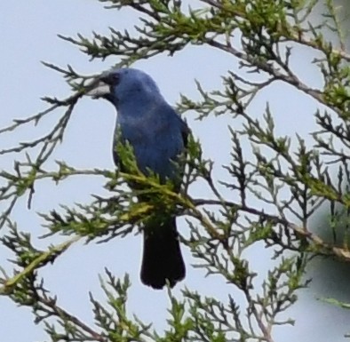 blåtykknebb - ML638203033