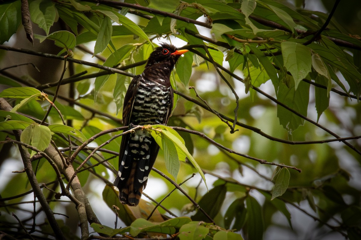 Violet Cuckoo - ML638203064