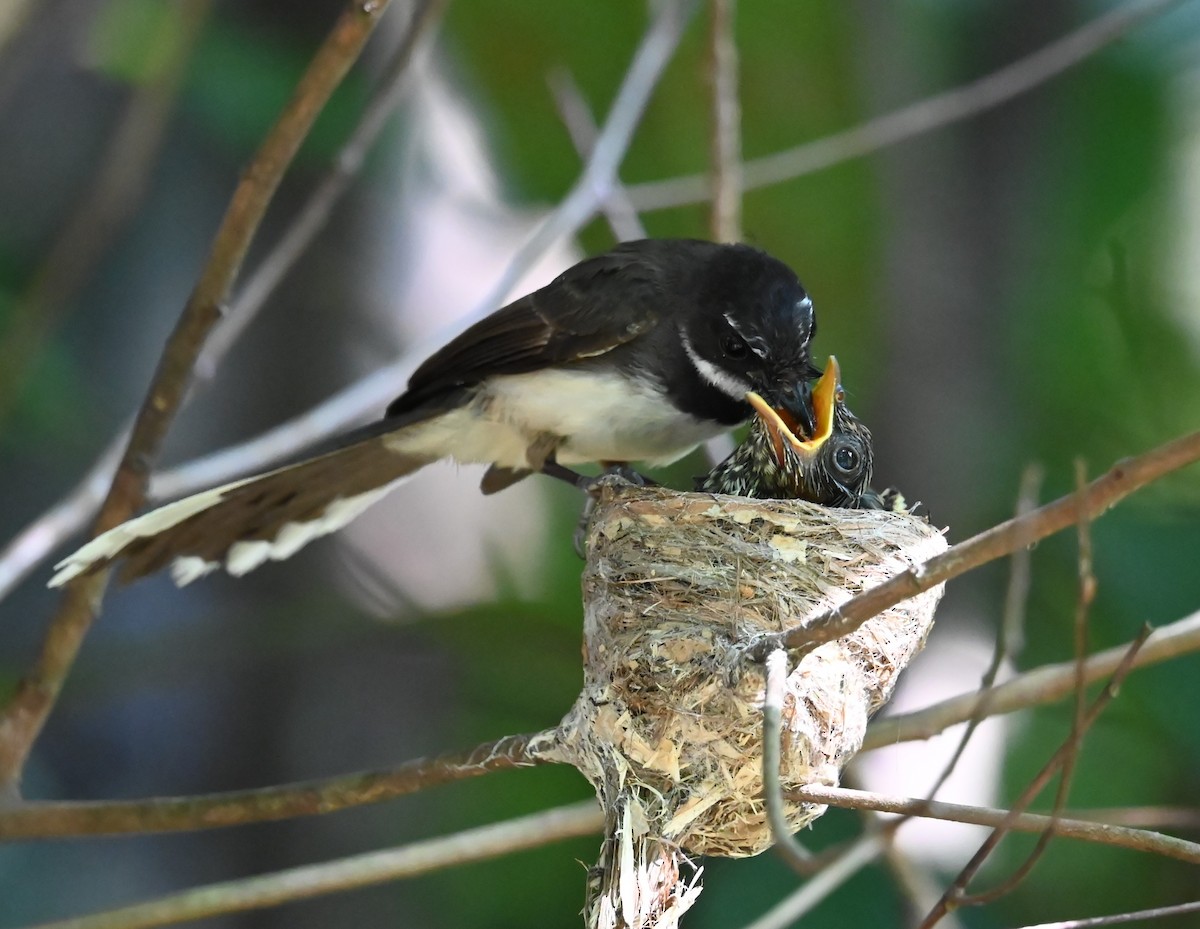 Malaysian Pied-Fantail - ML638203091