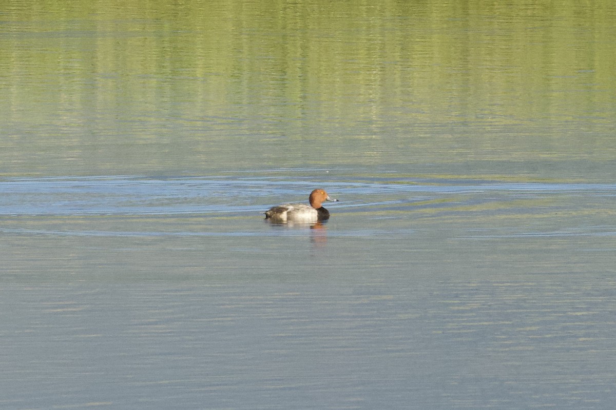 Redhead - ML638203093