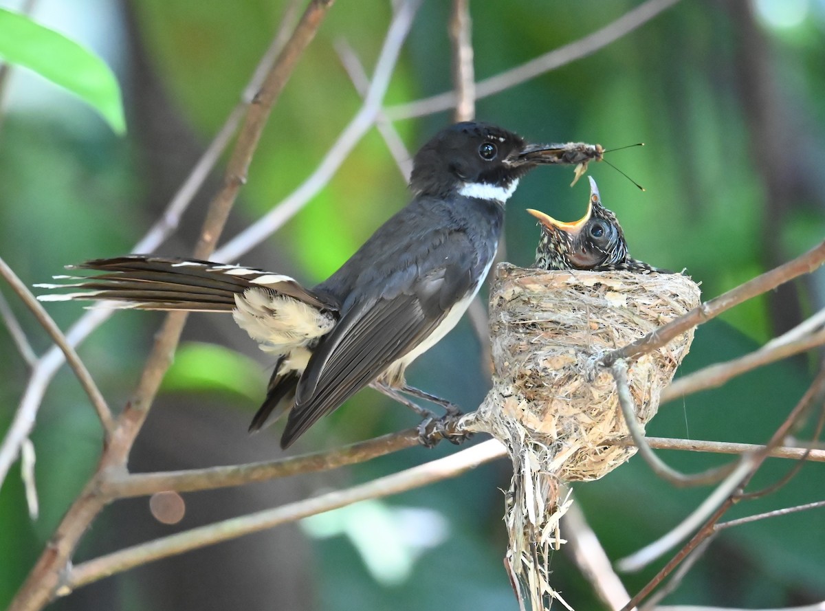 Malaysian Pied-Fantail - ML638203099