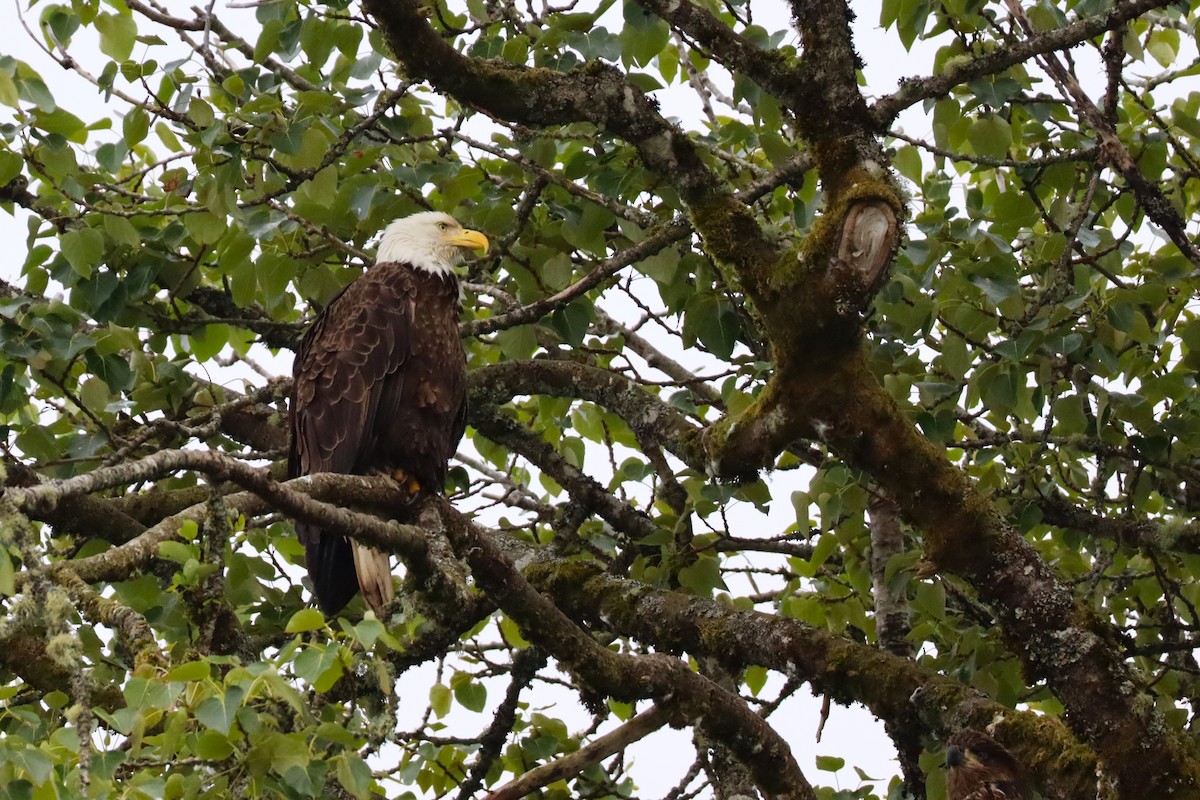 Bald Eagle - ML638203101