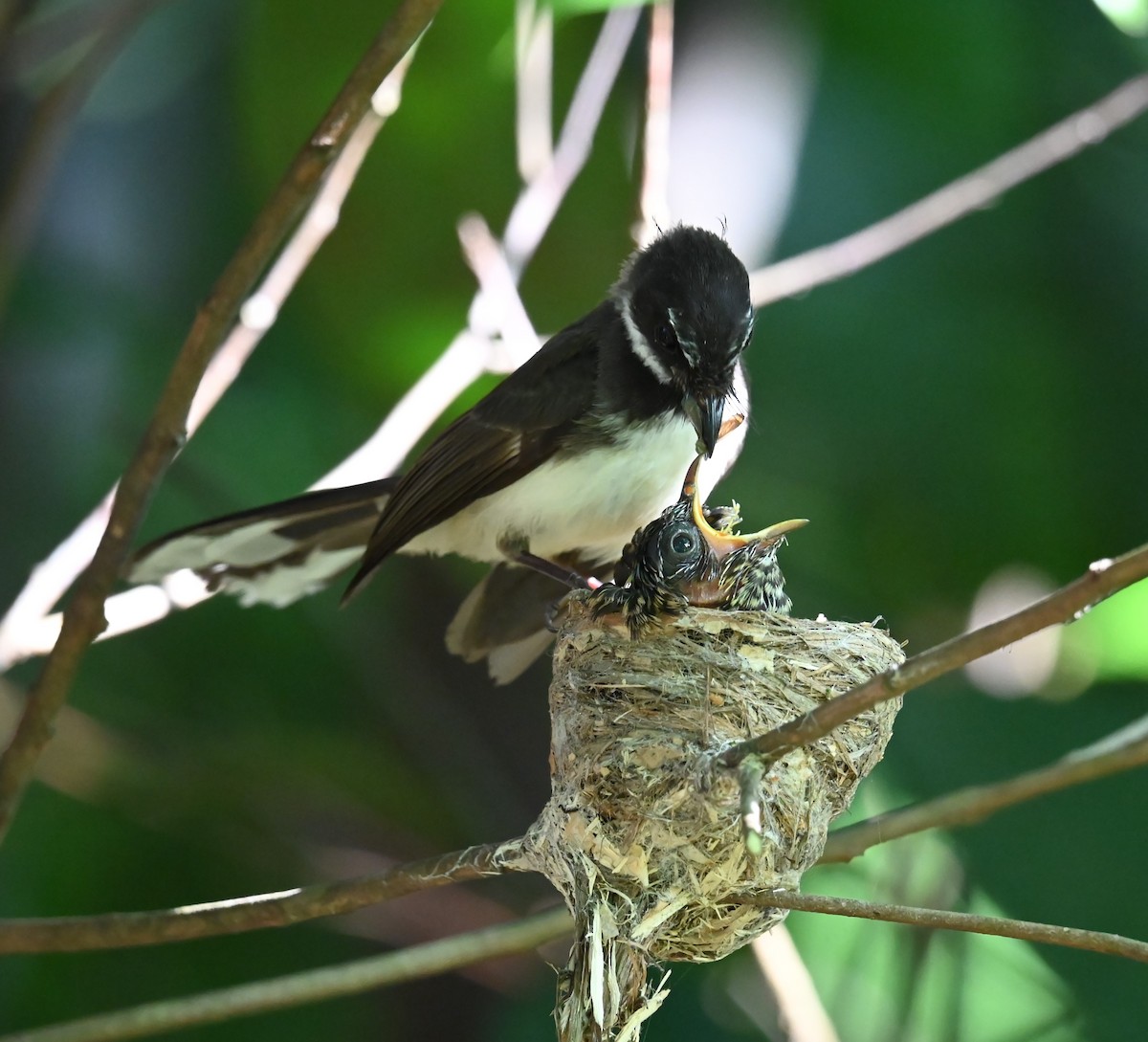 Malaysian Pied-Fantail - ML638203105