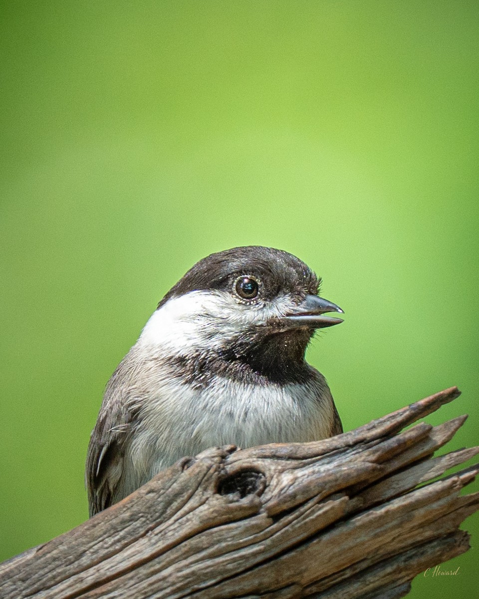 Mésange de Caroline - ML638203113