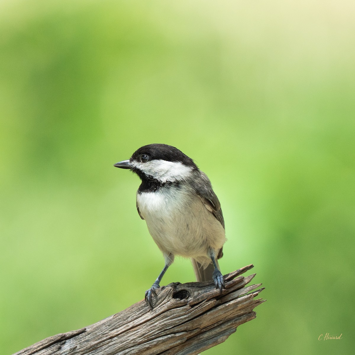 Mésange de Caroline - ML638203114